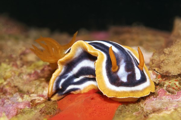 Pyjama Chromodoris quadricolor