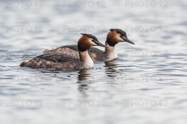 Pair of Great crested grebe