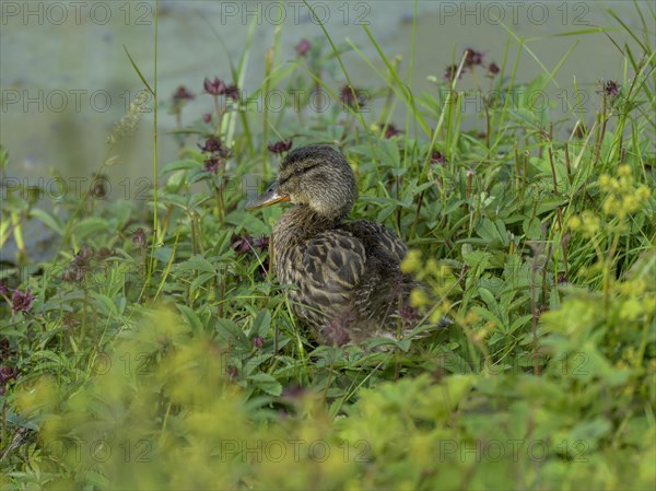 Young Gadwall