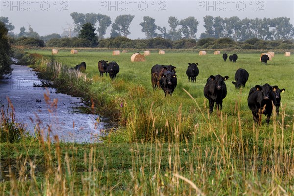 Grassland in the Droemling