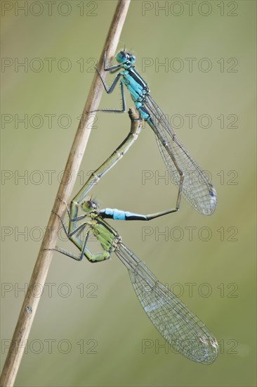 Azure damselfly