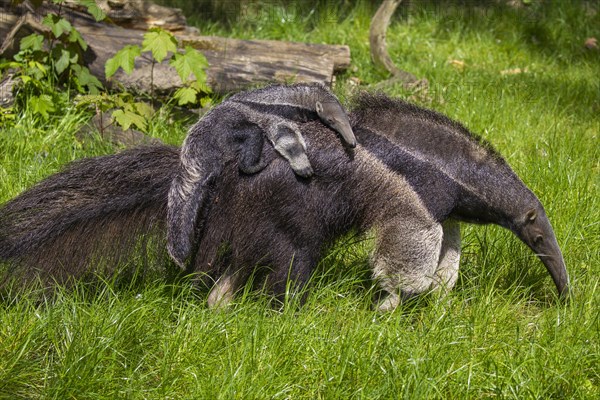 Giant anteater