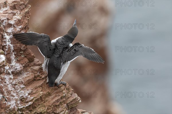 Common guillemot