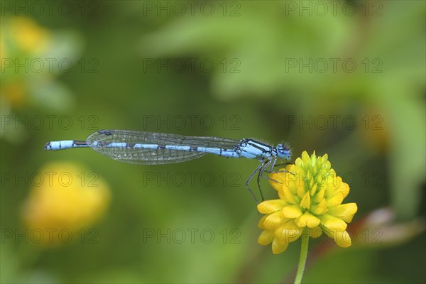 Common blue damselfly