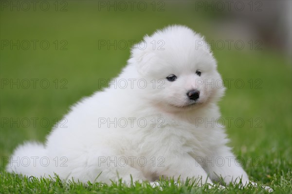 Samoyed Domestic dog