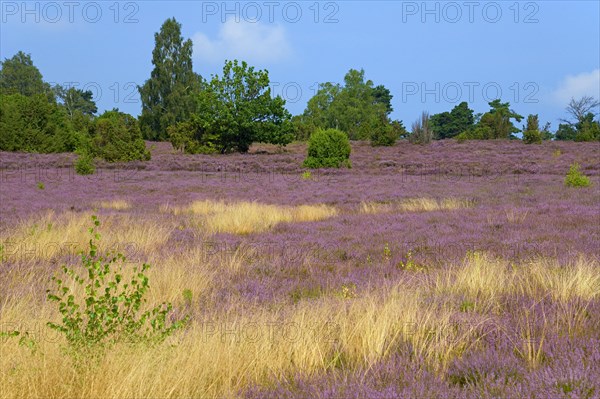 Heathland