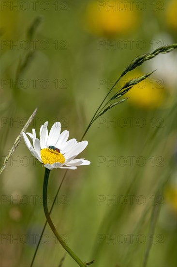 Flowering marguerite