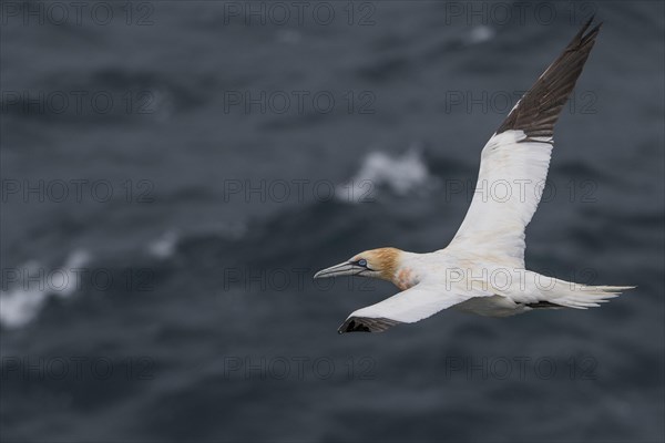 Flying Northern gannet