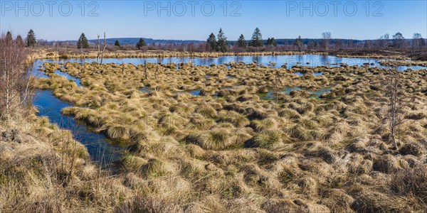 Areas overgrown with moor grass