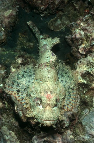 Tassled Scorpionfish