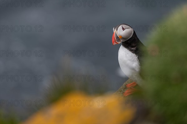 Puffin