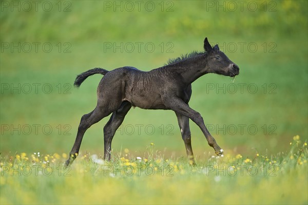 American Quarter Horse foal on a meadow