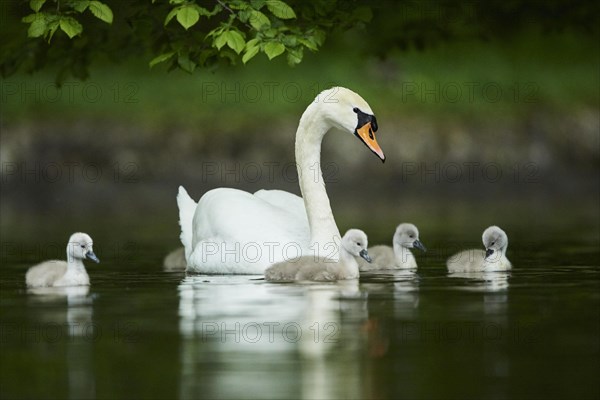Mute swan
