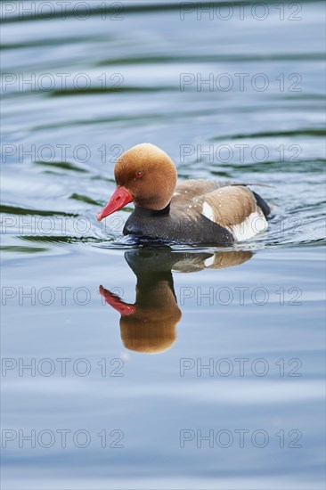 Common pochard