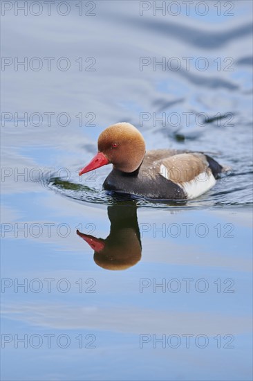 Common pochard