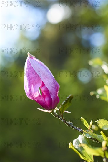 Mulan magnolia