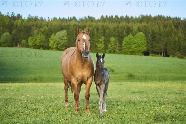 American Quarter Horse mare with her foal