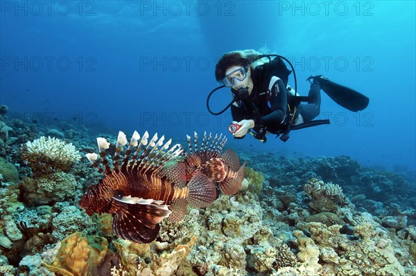 Lionfish lurking in coral reef for prey