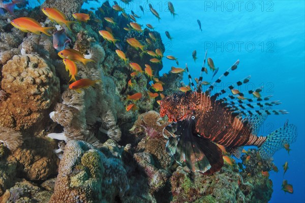 Common lionfish