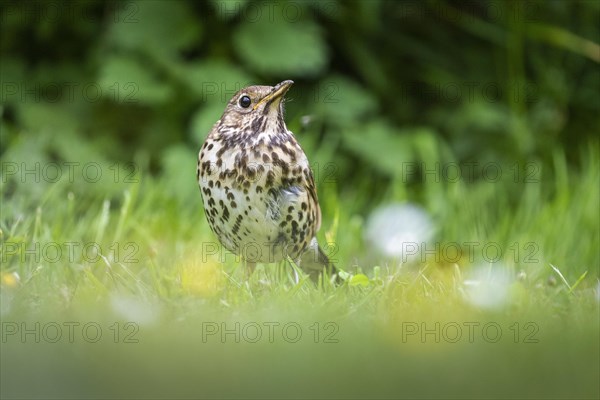 Song Thrush