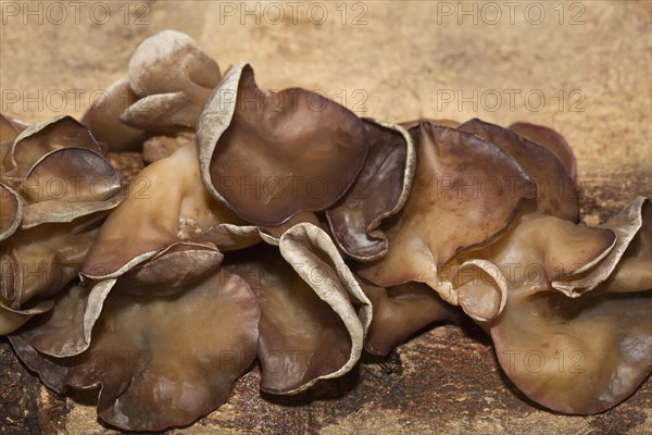 Auricularia auricula-judae