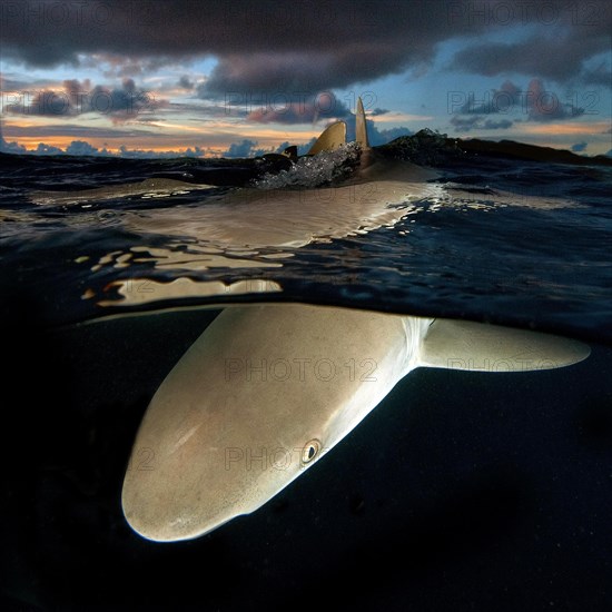 Grey reef shark