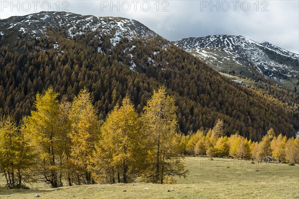 Autumn coloured larches