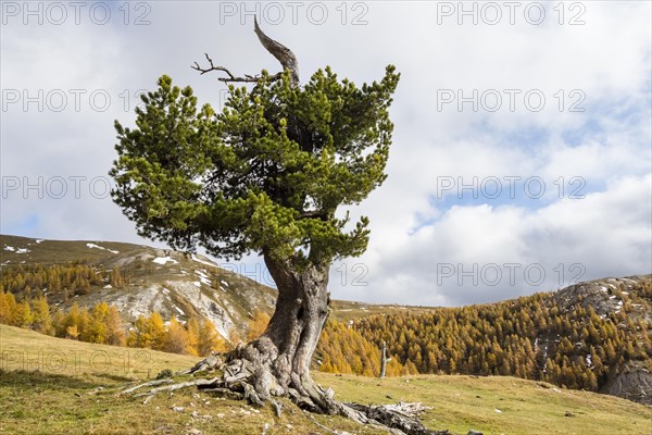 Swiss stone pine on an alpine meadow