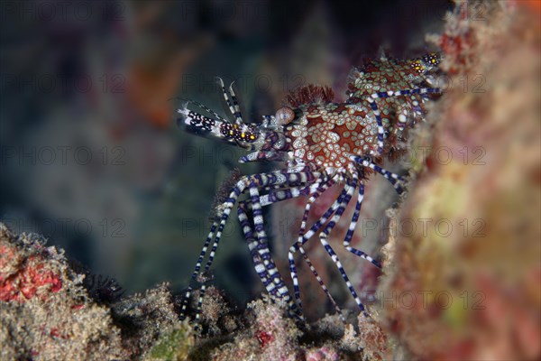 Common marbled shrimp