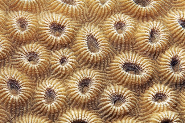 Stone coral