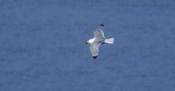 Common gull