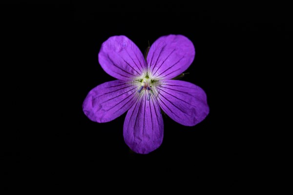 Wild geranium