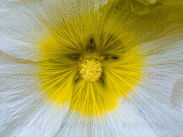 White hollyhocks