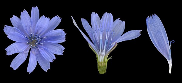 Common chicory