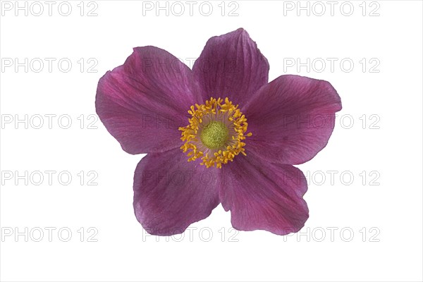 Chinese anemone