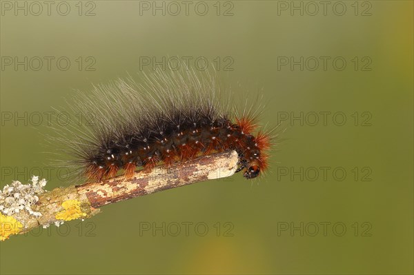 Garden tiger moth