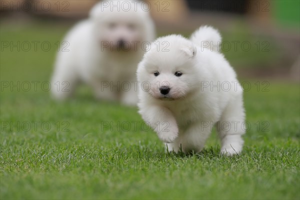 Samoyed Domestic dog