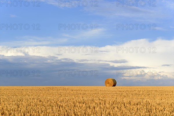 Grain field