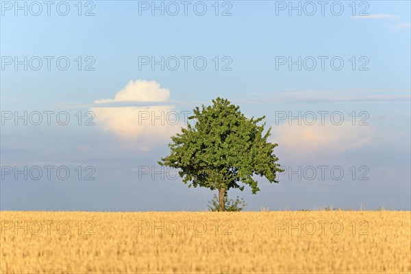 Solitary tree