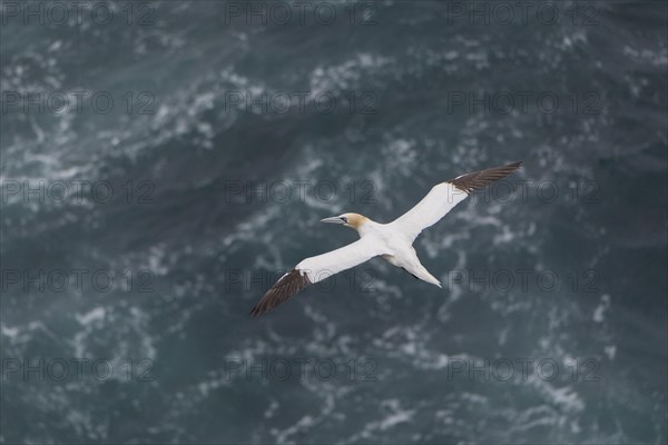 Flying Northern gannet