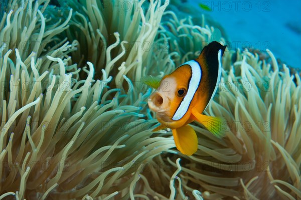 Madagascar anemonefish