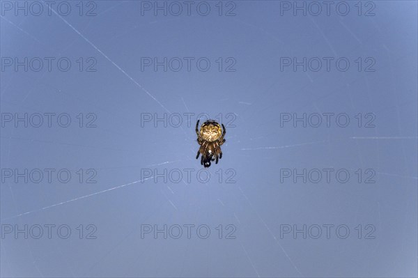 Small Orb-weaver spider