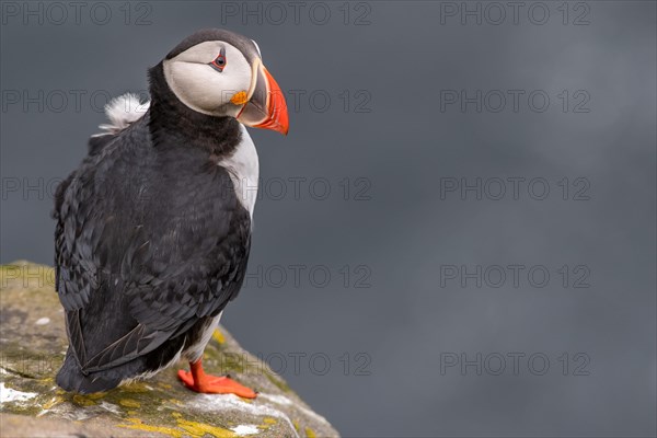 Puffin