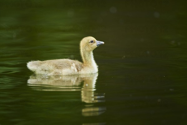 Greylag goose