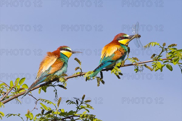 European bee-eater