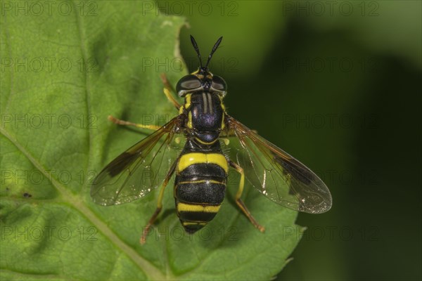 Two-banded wasp fly
