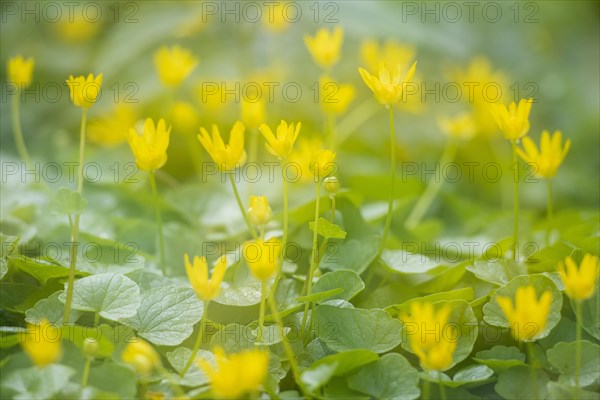 Lesser celandine