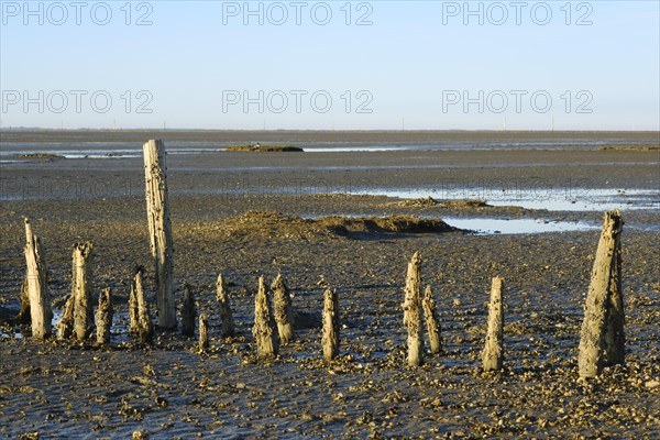 Wooden groynes