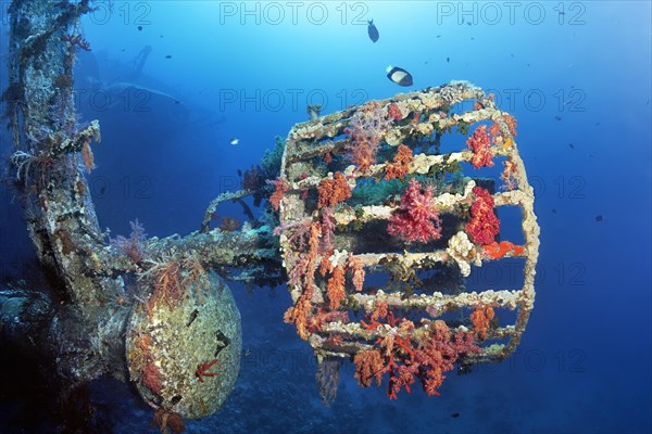 Lookout covered with Klunzinger's soft corals