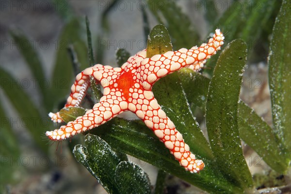 Red mesh starfish
